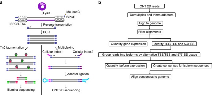 Nanopore long-read RNAseq reveals widespread transcriptional 