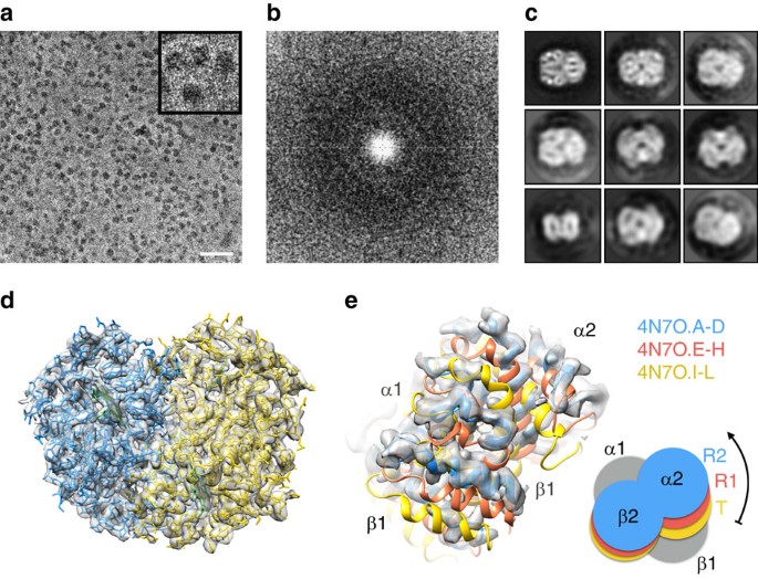 Solved What is a theoretical number of hemoglobin molecules