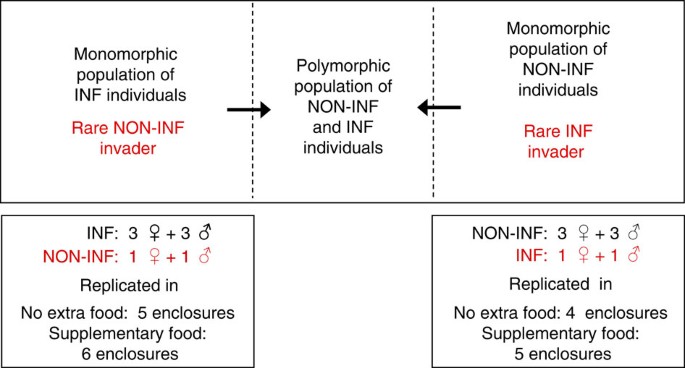 Advantage of rare infanticide strategies in an invasion experiment of behavioural polymorphism - Nature Communications