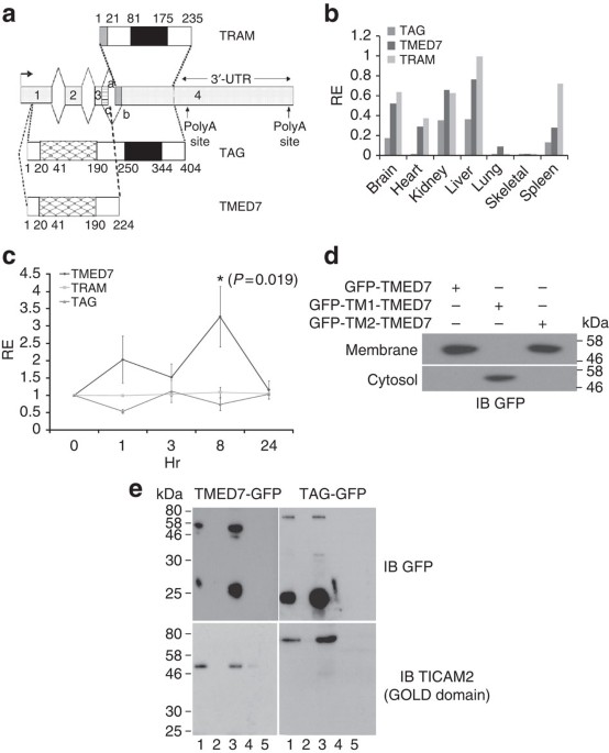 The gold domain-containing protein tmed7 inhibits tlr4 signalling from the endosome upon lps stimulation