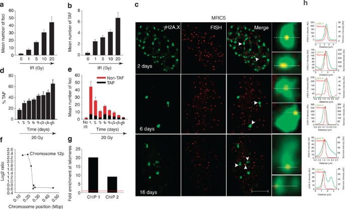 Telomeres are favoured targets of a persistent DNA damage response in  ageing and stress-induced senescence | Nature Communications