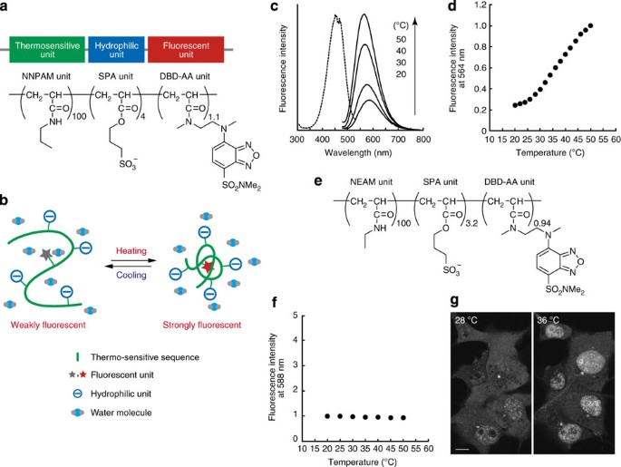 Intracellular Temperature Mapping With A Fluorescent Polymeric Thermometer And Fluorescence Lifetime Imaging Microscopy Nature Communications Intracellular Temperature Mapping With A Fluorescent Polymeric Thermometer And Fluorescence Lifetime Imaging Microscopy Nature Communications