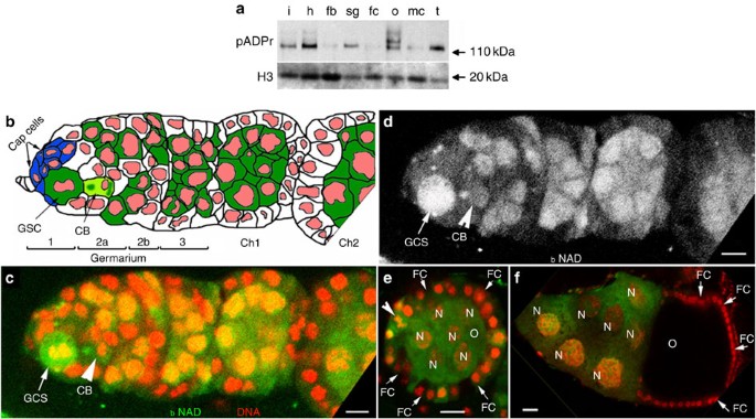 Poly(adp-ribose) controls de-cadherin-dependent stem cell maintenance and oocyte localization