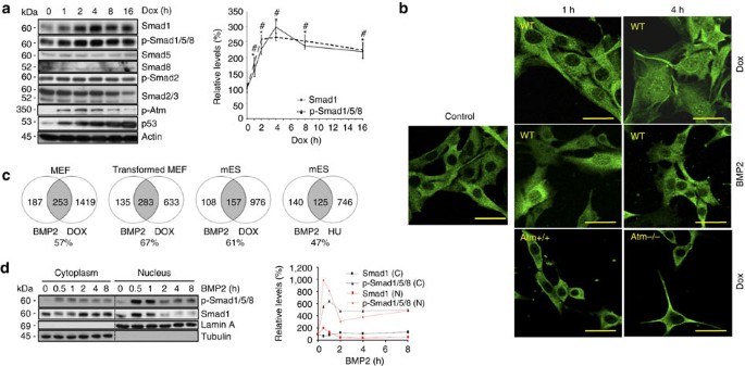 A Crucial Role For Bone Morphogenetic Protein Smad1 Signalling In The Dna Damage Response Nature Communications
