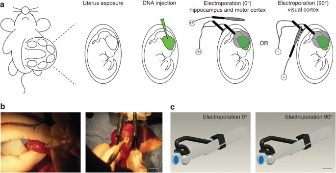 High Performance And Site Directed In Utero Electroporation By A Triple Electrode Probe Nature Communications It is usually used in molecular biology as a way of introducing. in utero electroporation