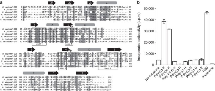 Lysine Methylation Of Vcp By A Member Of A Novel Human Protein Methyltransferase Family Nature Communications