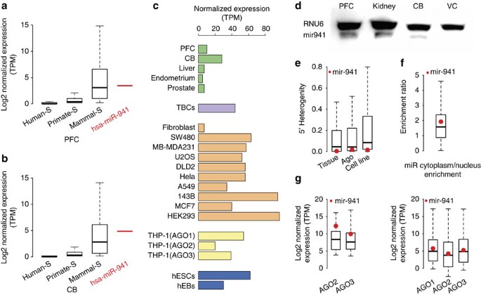 Evolution Of The Human Specific Microrna Mir 941 Nature Communications