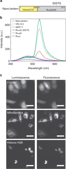 Luminescent proteins for high-speed single-cell and whole-body imaging