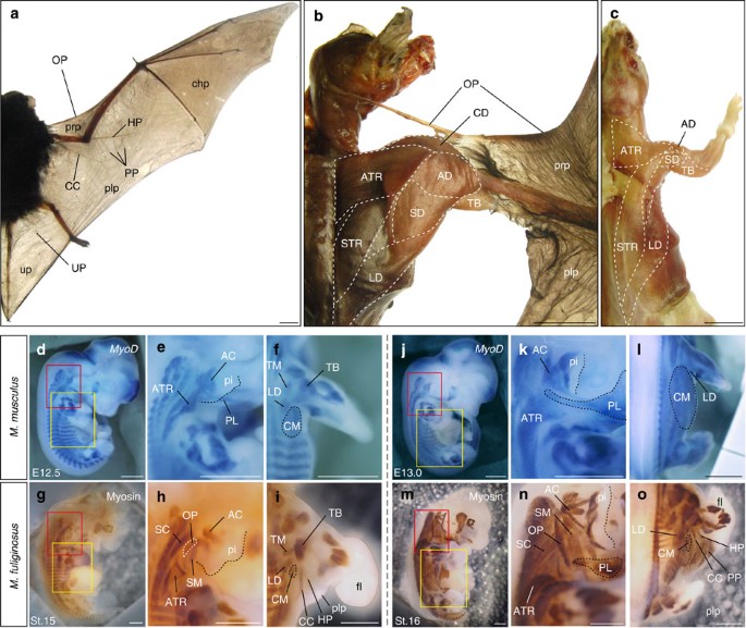 The developmental basis of bat wing muscle | Nature Communications