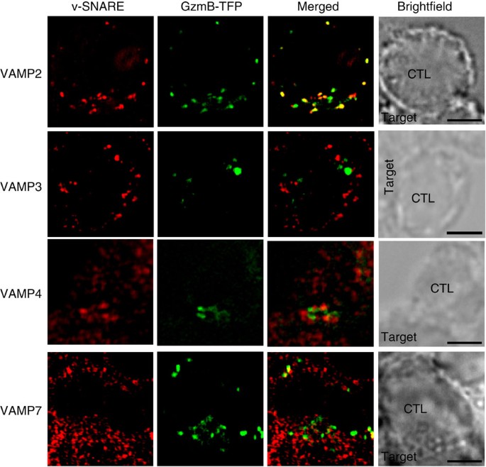 Synaptobrevin2 Is The V Snare Required For Cytotoxic T Lymphocyte Lytic Granule Fusion Nature Communications