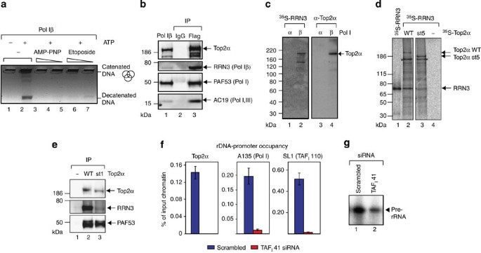 Topoisomerase iiα promotes activation of rna polymerase i transcription by facilitating pre-initiation complex formation