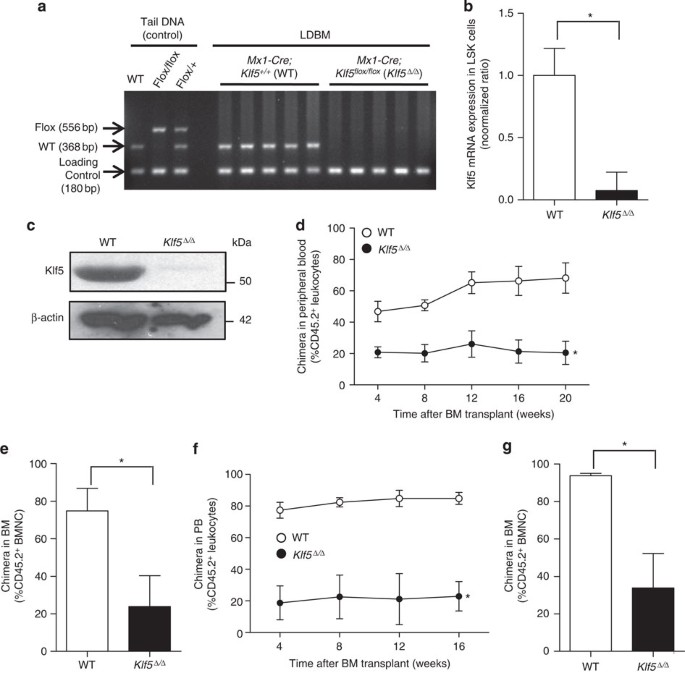 Klf5 Controls Bone Marrow Homing Of Stem Cells And Progenitors Through Rab5 Mediated B1 B2 Integrin Trafficking Nature Communications