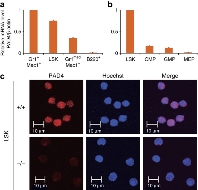 PAD4 regulates proliferation of multipotent haematopoietic cells by  controlling c-myc expression | Nature Communications