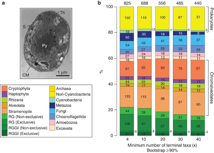 Genome Of The Red Alga Porphyridium Purpureum Nature Communications