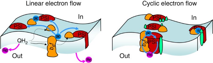 Linear electron flow photosynthesis