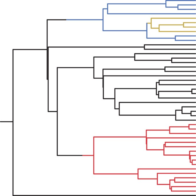 Rates Of Speciation And Morphological Evolution Are Correlated Across The  Largest Vertebrate Radiation | Nature Communications Rates Of Speciation And Morphological Evolution Are Correlated Across The  Largest Vertebrate Radiation | Nature Communications