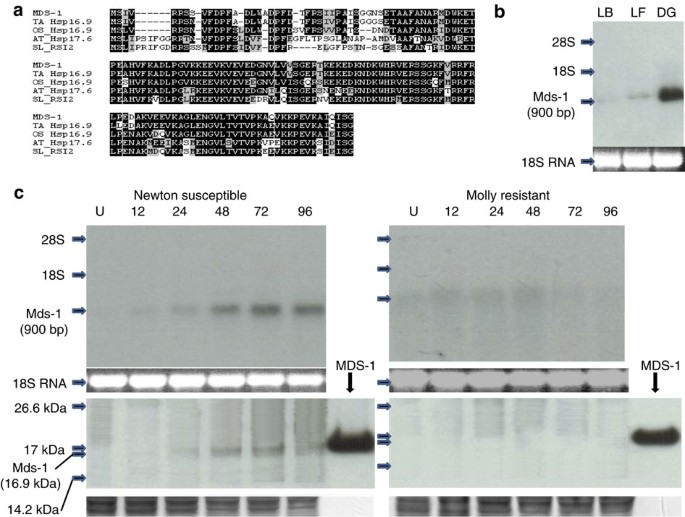 Wheat Mds 1 Encodes A Heat Shock Protein And Governs Susceptibility Towards The Hessian Fly Gall Midge Nature Communications