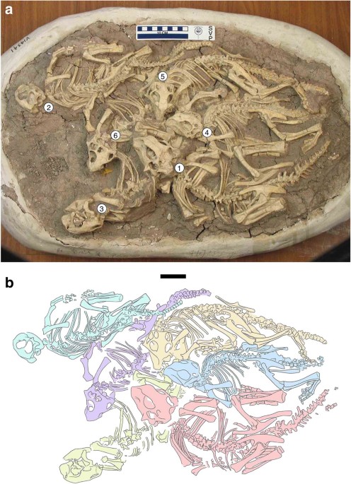 Histology and postural change during the growth of the ceratopsian dinosaur psittacosaurus lujiatunensis