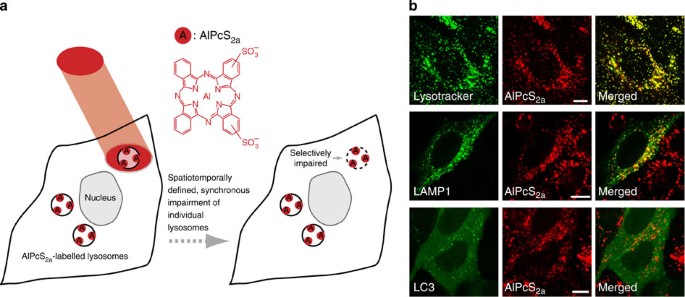 Spatiotemporally controlled induction of autophagy-mediated lysosome turnover