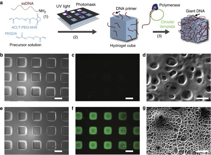 DNA-directed self-assembly of shape-controlled hydrogels
