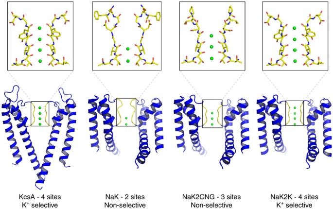 Sodium and potassium competition in potassium-selective and non-selective  channels | Nature Communications