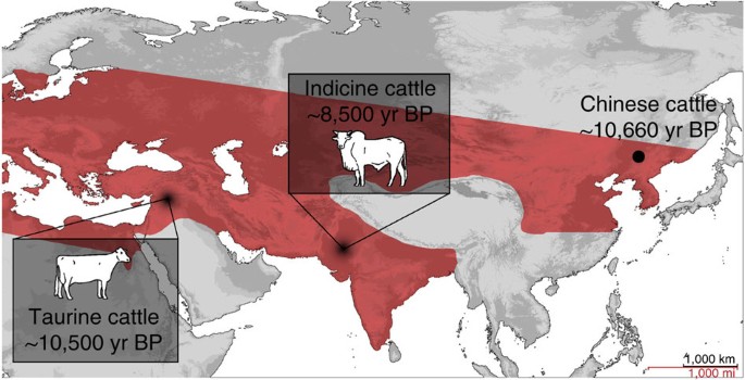 Morphological and genetic evidence for early Holocene cattle management in  northeastern China | Nature Communications