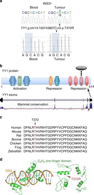 Whole exome sequencing of insulinoma reveals recurrent t372r mutations in yy1