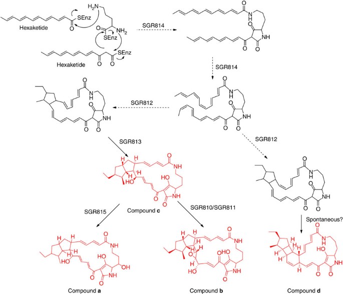 Biosynthesis of Argolaphos Illuminates the Unusual Biochemical