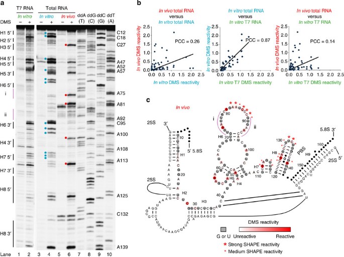 Determination of in vivo RNA structure in low-abundance transcripts