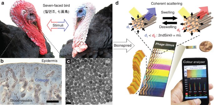 Biomimetic Virus Based Colourimetric Sensors Nature Communications