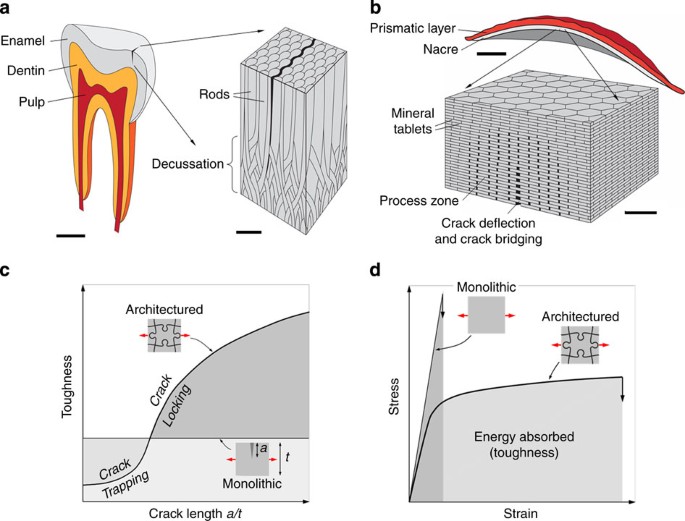 Overcoming the brittleness of glass through bio-inspiration and  micro-architecture | Nature Communications