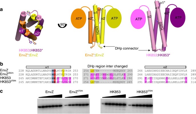 Visualizing Autophosphorylation In Histidine Kinases Nature Communications