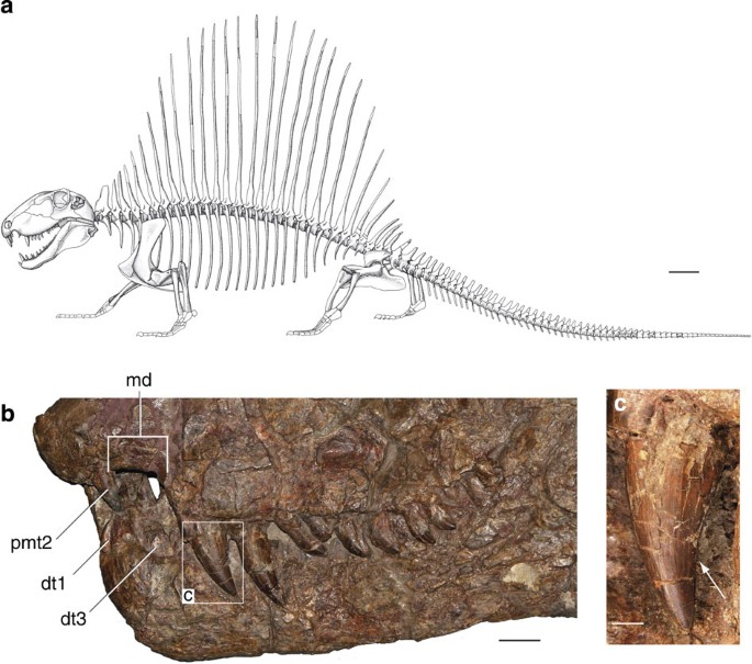 Hidden dental diversity in the oldest terrestrial apex predator Dimetrodon