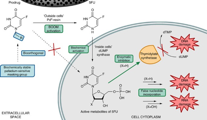 Extracellular palladium-catalysed dealkylation of  5-fluoro-1-propargyl-uracil as a bioorthogonally activated prodrug approach  | Nature Communications