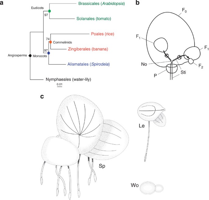 The Spirodela Polyrhiza Genome Reveals Insights Into Its Neotenous Reduction Fast Growth And Aquatic Lifestyle Nature Communications