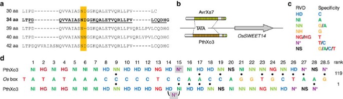 A Tal Effector Repeat Architecture For Frameshift Binding Nature Communications