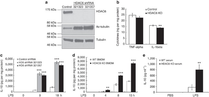 Microtubule acetylation amplifies p38 kinase signalling and anti-inflammatory il-10 production