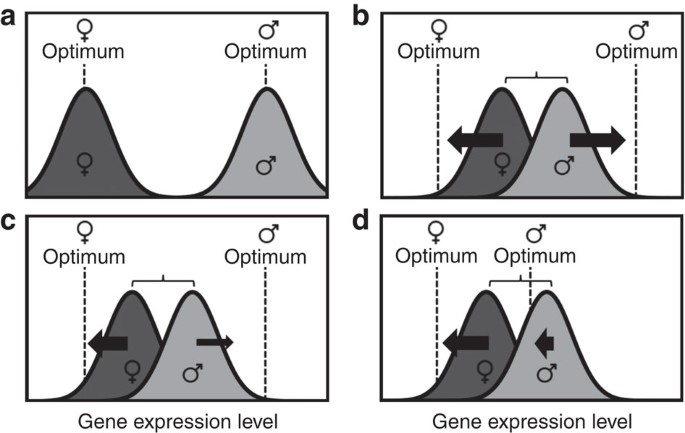 Evolution under monogamy feminizes gene expression in Drosophila  melanogaster | Nature Communications