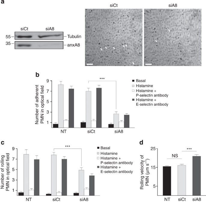 Annexin A8 controls leukocyte recruitment to activated endothelial 