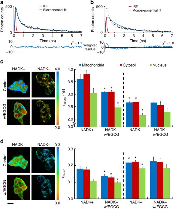Separating Nadh And Nadph Fluorescence In Live Cells And Tissues Using Flim  | Nature Communications Separating Nadh And Nadph Fluorescence In Live Cells And Tissues Using Flim  | Nature Communications