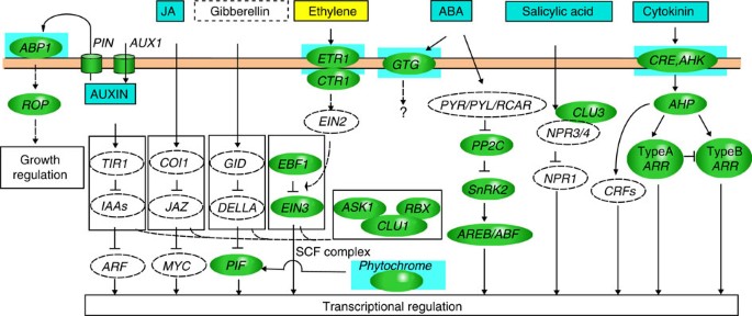 Klebsormidium - an overview