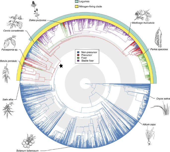 A single evolutionary innovation drives the deep evolution of symbiotic  N2-fixation in angiosperms | Nature Communications
