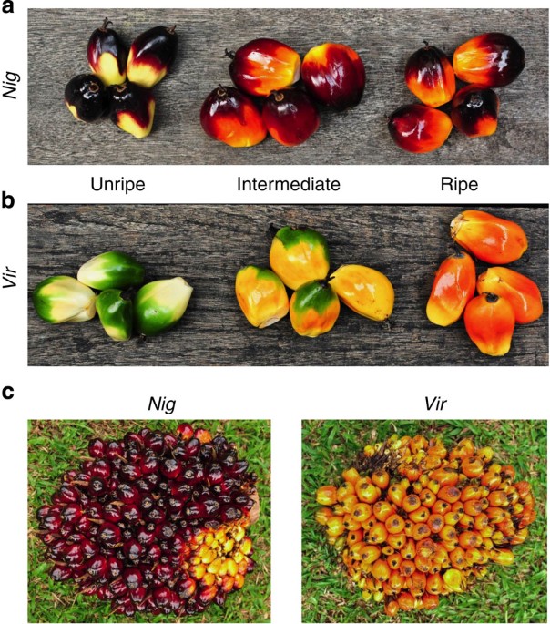 The Oil Palm Virescens Gene Controls Fruit Colour And Encodes A