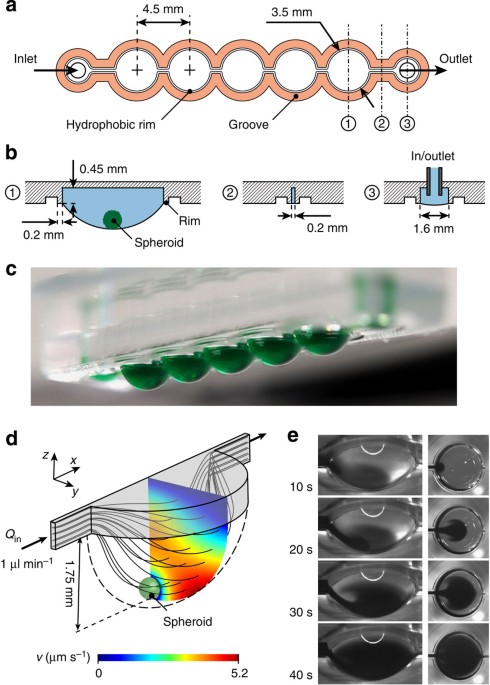 Reconfigurable microfluidic hanging drop network for multi-tissue  interaction and analysis | Nature Communications