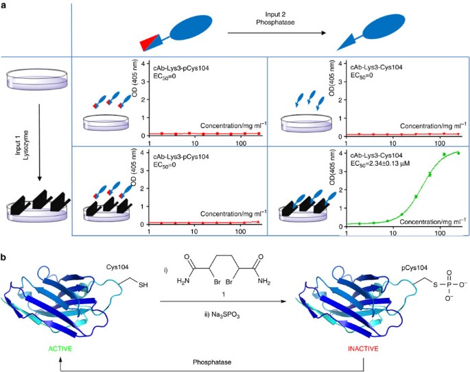 Creation Of A Gated Antibody As A Conditionally Functional Synthetic Protein Nature Communications