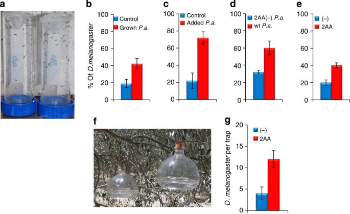 The Bacterial Metabolite 2 Aminoacetophenone Promotes Association Of Pathogenic Bacteria With Flies Nature Communications The Bacterial Metabolite 2 Aminoacetophenone Promotes Association Of Pathogenic Bacteria With Flies Nature Communications