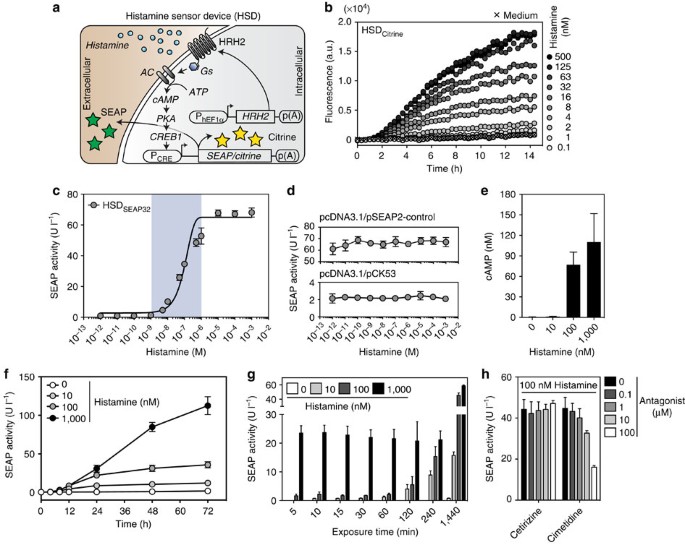 A designer cell-based histamine-specific human allergy profiler