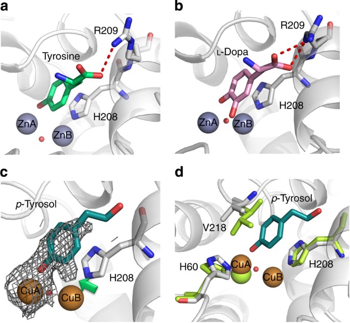 Determination of tyrosinase substrate-binding modes reveals mechanistic  differences between type-3 copper proteins | Nature Communications