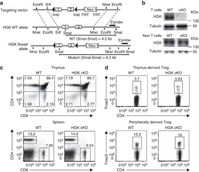 Hgk Map4k4 Deficiency Induces Traf2 Stabilization And Th17 Differentiation Leading To Insulin Resistance Nature Communications