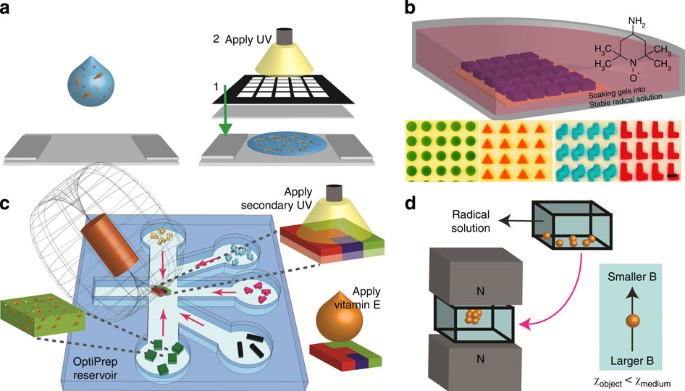 Guided and magnetic self-assembly of tunable magnetoceptive gels | Nature  Communications